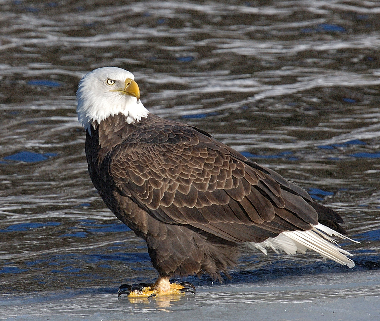 This bald eagle is on an ice shelf along the Delaware River. For a good spot to see eagles, look for open water, where the birds can forage for their favorite food—fish. The Mongaup reservoir system is also a good place to spot eagles. You might get lucky and see a wintering golden eagle fly over some of these areas. Mature golden eagles are frequently confused with immature bald eagles—they are both brown. Look for the iridescent copper-colored plumage on the head of the golden eagle.